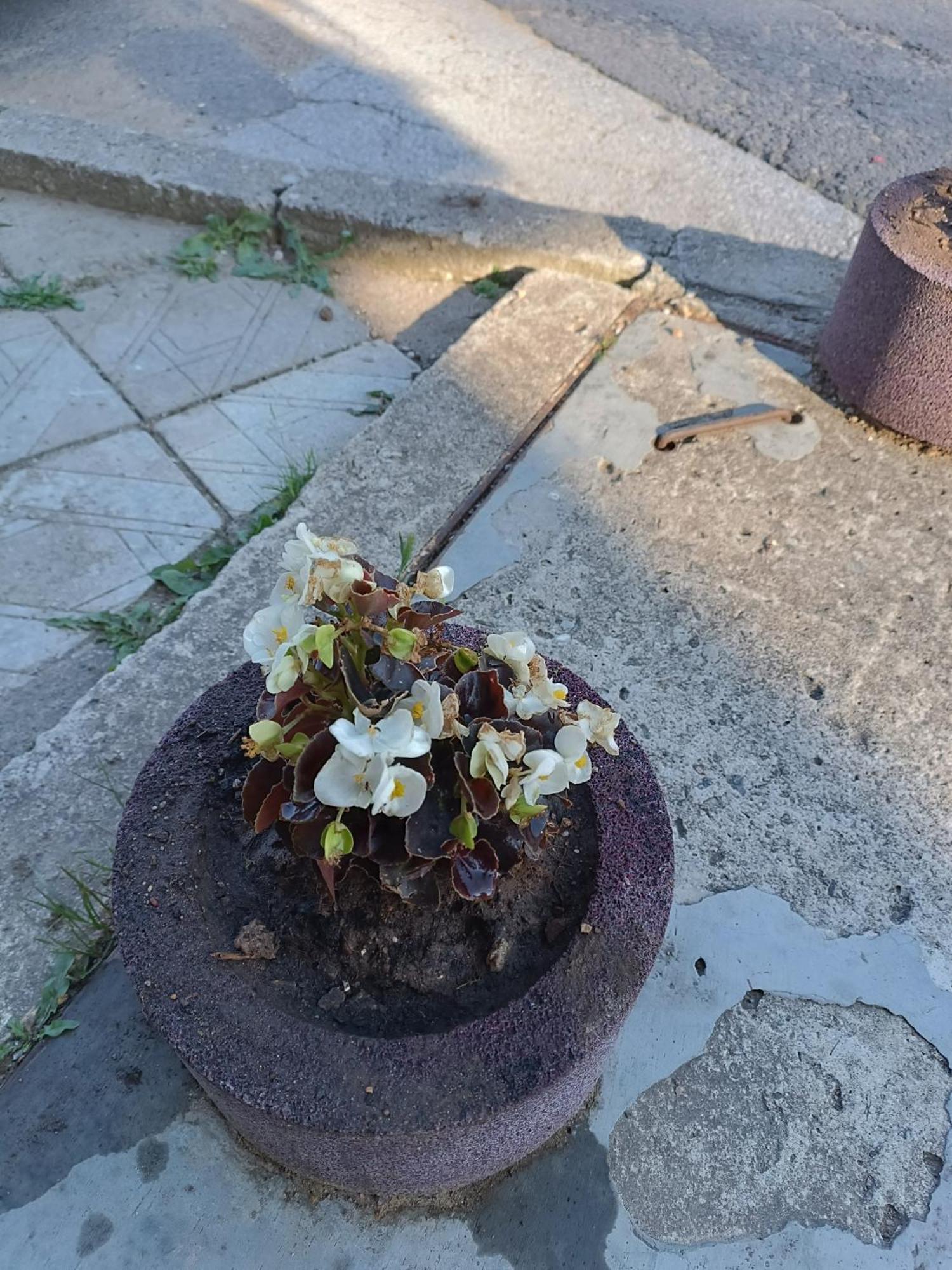 Студио Еми Chepelare Extérieur photo